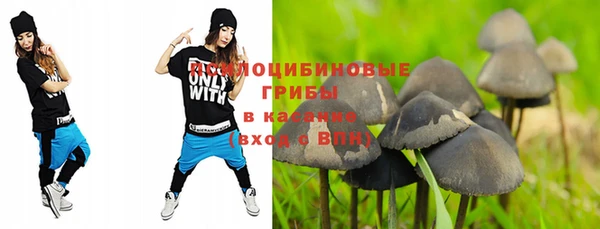 прущие грибы Рославль