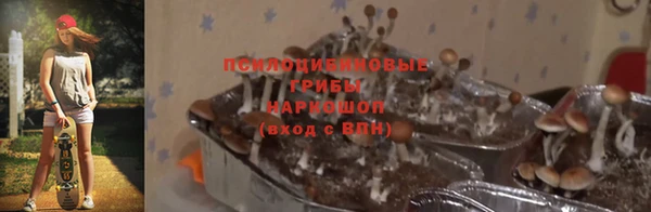 прущие грибы Рославль